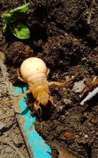 今日うちのアロエを引っこ抜いていたら幼虫出てきたんですが この子セミの幼虫で Yahoo 知恵袋