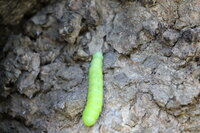 このかわいい芋虫 何の幼虫かわかる方 ご教示願います カバキリガかアオ Yahoo 知恵袋