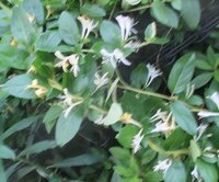 この小さい白い花咲く木は何の木ですか スイカズラ科のスイカズラです 咲 Yahoo 知恵袋