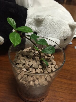 観葉植物初心者です 今日ダイソーで 100円のガジュマルを購入しま Yahoo 知恵袋