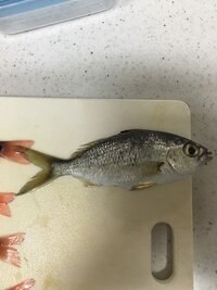 この魚ウミタナゴであってますか 高知ではアマギと言います 海タナゴでは Yahoo 知恵袋