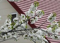 桜と同じ時期に咲く 桜の木みたいな木に白い花が咲くのってなにかわかりますか Yahoo 知恵袋