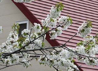 コンプリート 桜 白い 花の画像無料