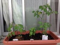 プランター栽培のミニトマトです 思っていた以上に成長が早くて 支柱の長 Yahoo 知恵袋