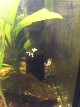 最新 ネオンテトラ 卵 画像 魚の画像は無料