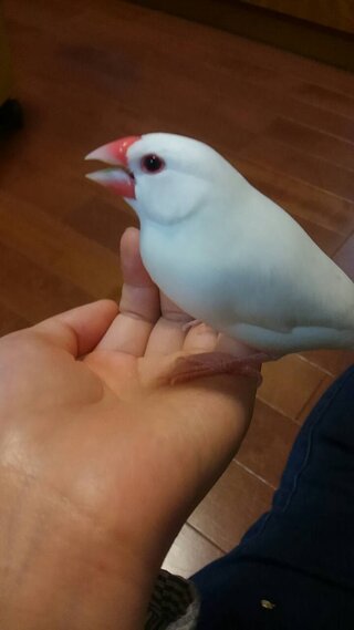 開ける 文鳥 口 を
