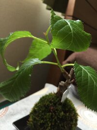 桜の苔玉 葉が固くなり画像のように軽く丸まってきました 現在１日2回水やり Yahoo 知恵袋