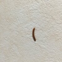最近 洗面所やお風呂にミミズの様な1cmほどの虫が毎日10匹ほど見 Yahoo 知恵袋