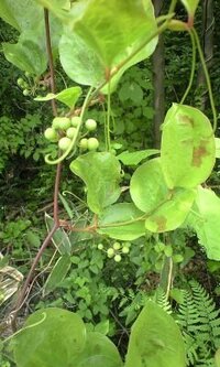 丸い葉っぱと黄緑色の実が付いた この植物の名前は分かりますでしょうか 画像が Yahoo 知恵袋