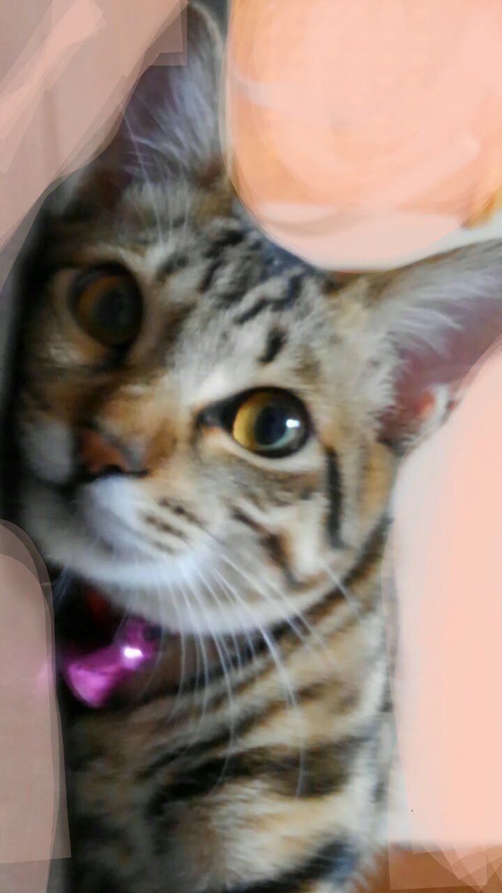 猫が夜中に走り回るのをやめさせる方法を教えてくださいm(__ 