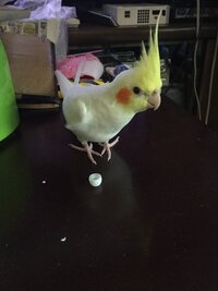 オカメインコの事で質問です 最近イヤホンのシリコンの部分 外す事が Yahoo 知恵袋