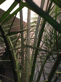 植物のフェニックスロベレニーについての質問です 画像のように 中心 Yahoo 知恵袋