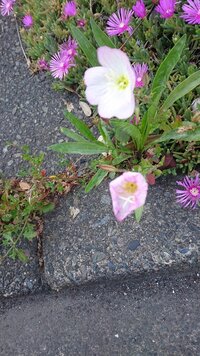 道端にさく雑草ですがこの花の名前教えてください後ろのマツバギクは違 Yahoo 知恵袋