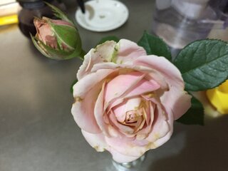 庭のバラの花がつぼみの時から茶色くなっています 写真は切り花を家でいけようと Yahoo 知恵袋