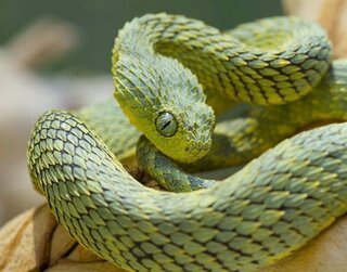このヘビはのんという種類ですか かっこいいです ヘアリーブッシュバイパ Yahoo 知恵袋