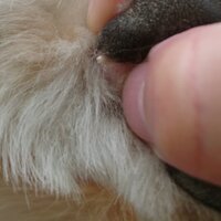 犬の皮膚に白い袋状のできものがありました 親は獣医師さんに見て Yahoo 知恵袋