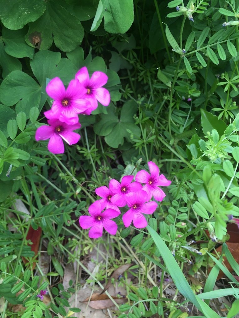 道端のこのピンクの花は 5月上旬 福井県で撮影 住宅地の草むらに生えて Yahoo 知恵袋