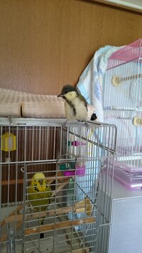 野鳥への餌付けはしても良いですか 庭に餌台を設置したい Yahoo 知恵袋