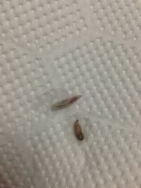 ペットに蛆虫が なんとかしたいです 助けてください 室外犬で老 Yahoo 知恵袋