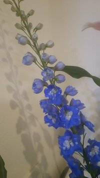 この真ん中に白い花があるように見える青い花の名前を教えてください キン Yahoo 知恵袋
