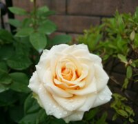 アプリコットオレンジとオレンジの違いを教えて オレンジ色といっても暗 Yahoo 知恵袋