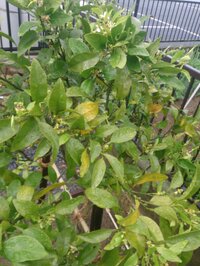 不知火 デコポン の育て方 葉っぱの黄変 について質問です 今年4月上旬に5 Yahoo 知恵袋