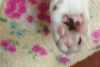 家の猫の肉球がだんだん黒くなってきているのですが Yahoo 知恵袋