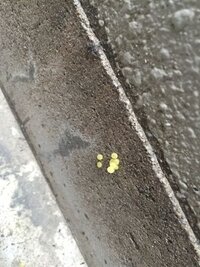 外階段の壁に黄色くて丸い卵のような物がたくさん付いてました 虫の卵でしょうか 教 教えて 住まいの先生 Yahoo 不動産