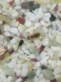 ヤゴの餌について 市販のメダカの餌は食べますか Yahoo 知恵袋