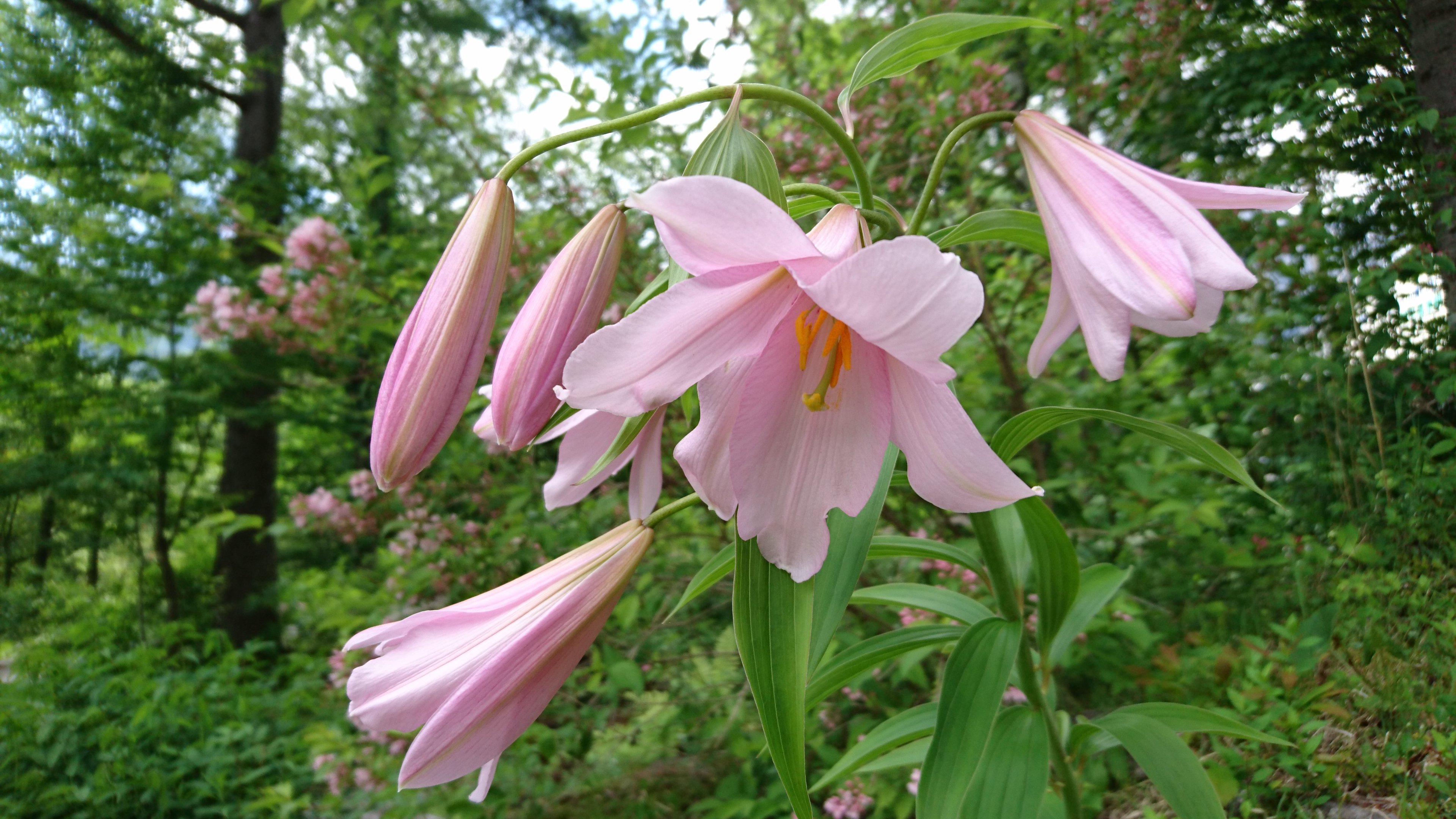 ササユリでしょうか ヒメサユリでしょうか オシベの色が黄色っぽいの Yahoo 知恵袋