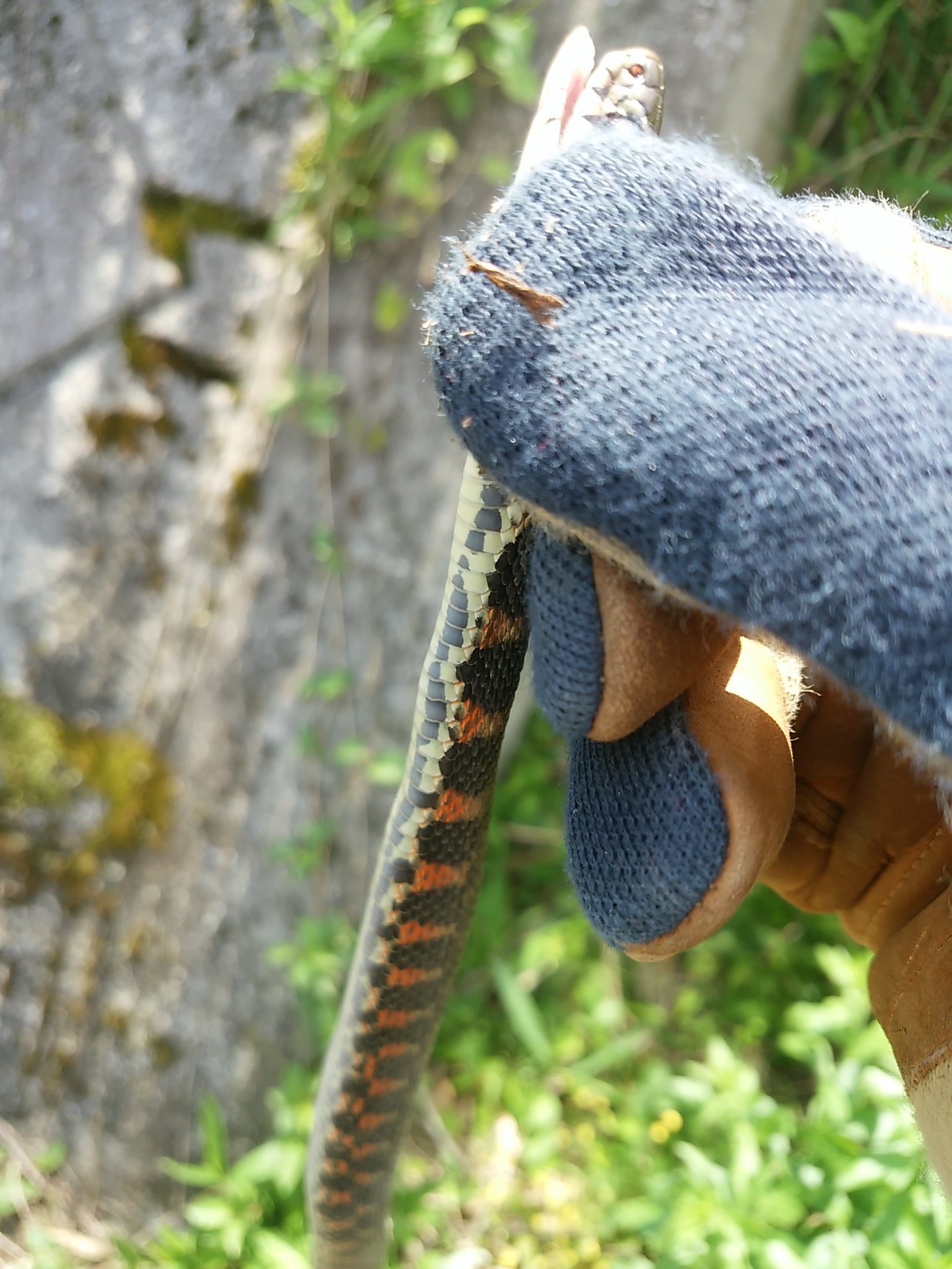 この蛇はヤマカガシですか ヤマカガシですね 昔冬に納屋あけたら ５００ Yahoo 知恵袋