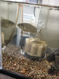 魚が口をパクパクする動画を見たのですが川が酸欠の状態になる事ってなぜある Yahoo 知恵袋