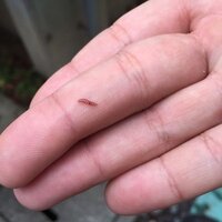 今の時期山道を歩いていると小さな毛虫やイモ虫が木の枝からぶら下がっ Yahoo 知恵袋