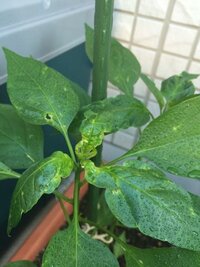 家庭菜園シシトウの相談です ３０くらい花つけましたが 頭 帽 Yahoo 知恵袋