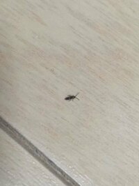 床に写真のような小さい虫が数匹いました この虫がなんの虫かわか Yahoo 知恵袋