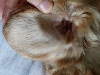飼い犬であるミニチュアダックスの耳に 写真のような 白い粉 が付着しています Yahoo 知恵袋