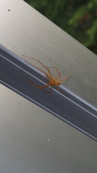 ベランダに蜘蛛が出ました 全身オレンジ 手足が長いような蜘蛛です Yahoo 知恵袋