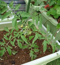 トマトの葉が薄く黄緑色になってしまいました プランターに二つ苗を植えましたが Yahoo 知恵袋