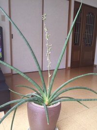 印刷可能 サンスベリア 花 不吉 サンスベリア 花 不吉