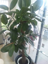 この観葉植物の名前を教えて下さいゴムの木のなかまに見えます葉は濃い緑で 新芽 Yahoo 知恵袋