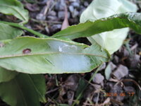 レモンの害虫について質問させていただきます 葉がやや丸まり 裏側に蜘蛛の巣を Yahoo 知恵袋