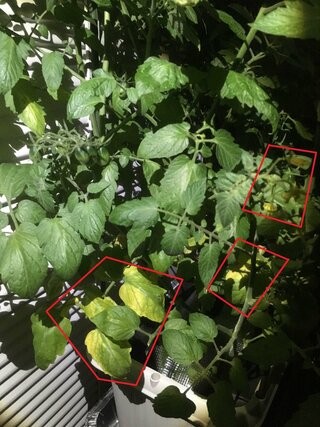 トマト葉が黄色になってきた 家庭菜園素人ですトマト苗をプランターで育てていま Yahoo 知恵袋