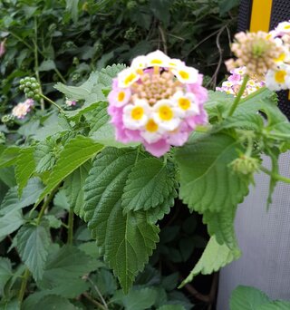 この季節にやけに道端に咲いているのですが これはミントの花ですか 葉をちぎる Yahoo 知恵袋