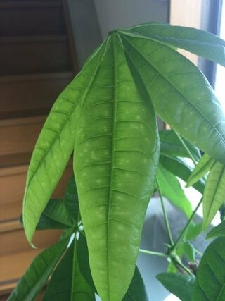 パキラの新しい葉に白い斑点があります この新しい茎だけです Yahoo 知恵袋