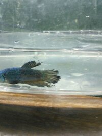 ベタの薬浴中の餌について 現在尾ぐされ病のためグリーンfゴールドリキッド Yahoo 知恵袋