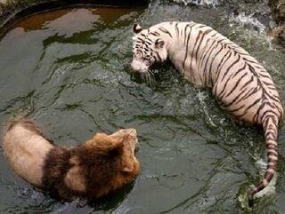 ライオン トラ チーター ジャガー ヒョウの動物がいます 体重が大 Yahoo 知恵袋