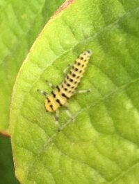 ハナミズキに沢山虫がついてしまいました この虫は何でしょうか Yahoo 知恵袋