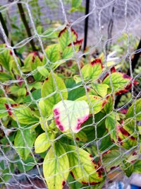 ブルーベリーの枝の一部が枯れています 2年地植えしているブルーベリー Yahoo 知恵袋