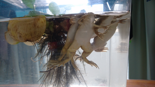 アフリカツメガエルについて オタマジャクシの頃にうちに来て この夏 Yahoo 知恵袋