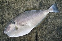 この デカイ 平べったい魚は何て魚ですか ウスバハギですね Yahoo 知恵袋